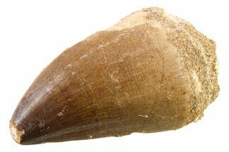 Fossil Mosasaur (Thalassotitan) Tooth - Morocco #341519