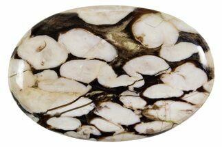 Polished Petrified Peanut Wood - Australia #341881