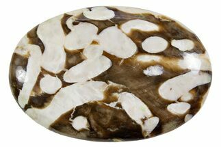 Polished Petrified Peanut Wood - Australia #341888