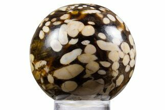 Polished Petrified Peanut Wood Sphere - Australia #341918