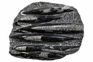 Polished Fossil Orthoceras (Cephalopod) Plate - Morocco #341380