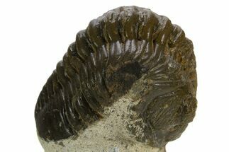 Bargain, Morocconites Trilobite Fossil - Ofaten, Morocco #341318