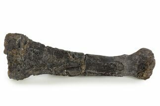 Fossil Ornithopod Dinosaur (Dryosaurus) Metatarsal - Wyoming #342148