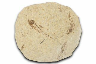Fossil Fish (Knightia) Mortality Plate - Wyoming #339016