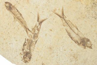 Fossil Fish (Knightia) Mortality Plate - Wyoming #339043