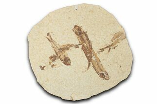 Fossil Fish (Knightia) Mortality Plate - Wyoming #339045