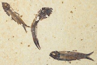 Fossil Fish (Knightia) Mortality Plate - Wyoming #339047