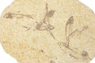 Fossil Fish (Knightia) Mortality Plate - Wyoming #339060