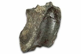 Fossil Theropod Dinosaur Dorsal Vertebra Centrum - Montana #342167