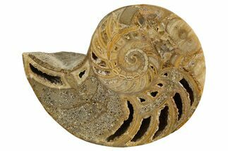 Cut & Polished Jurassic Nautilus Fossil (Half) - Madagascar #339272