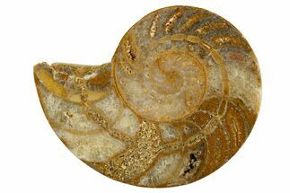 Cut & Polished Jurassic Nautilus Fossil (Half) - Madagascar #339279