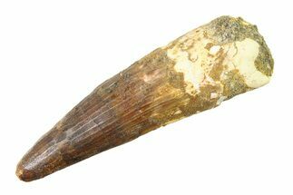 Fossil Spinosaurus Tooth - Restored Tip #340444