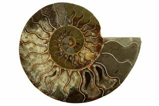 Cut & Polished Ammonite Fossil (Half) - Madagascar #336800