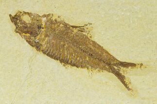 Detailed Fossil Fish (Knightia) - Wyoming #333832