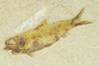 Detailed Fossil Fish (Knightia) - Wyoming #333834