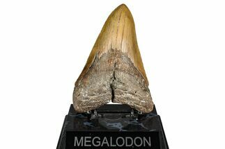 Serrated, Fossil Megalodon Tooth - North Carolina #342154