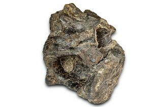 Dinosaur Fossils For Sale