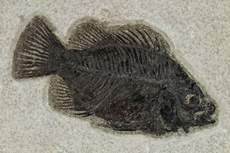 Detailed Fossil Fish (Cockerellites) - Wyoming #342434