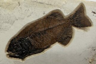 Huge Fish Fossil (Phareodus) - Wall Mount #342427