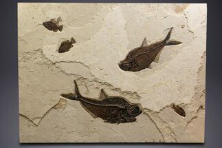 Green River Fossil Fish Mural with Giant Diplomystus #342451