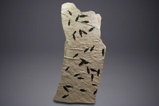 Museum Quality Fossil Fish Mortality Plate - Ready to Hang #342453