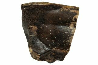 Fossil Dinosaur (Triceratops) Shed Tooth - Montana #339777