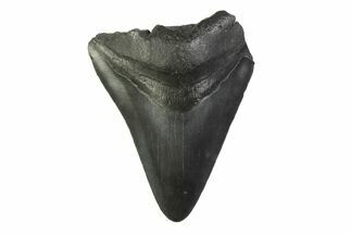 Bargain, Fossil Megalodon Tooth - South Carolina #341368