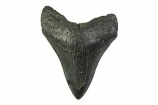 Fossil Megalodon Tooth - South Carolina #341372