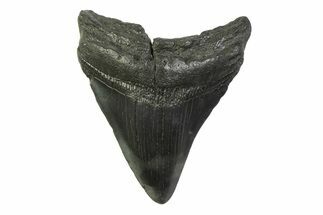Fossil Megalodon Tooth - South Carolina #341386