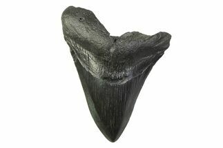 Fossil Megalodon Tooth - South Carolina #341387