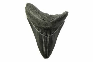 Serrated, Fossil Megalodon Tooth - South Carolina #341390