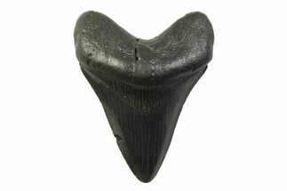 Fossil Megalodon Tooth - South Carolina #341394