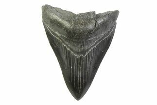 Serrated, Fossil Megalodon Tooth - South Carolina #341404