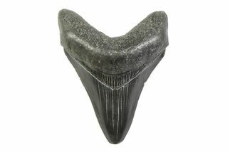 Serrated, Fossil Megalodon Tooth - South Carolina #341408