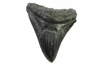 Serrated, Fossil Megalodon Tooth - South Carolina #341414