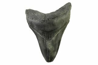 Fossil Megalodon Tooth - South Carolina #341418