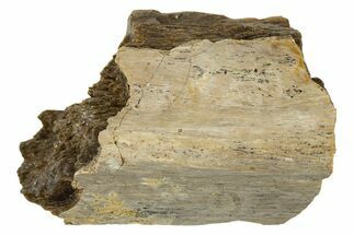 Fossil Tyrannosaur (T rex) Bone Section - Wyoming #342833