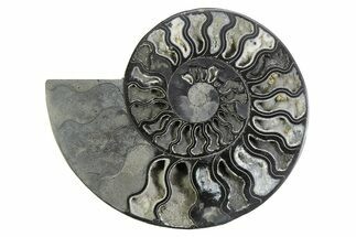 Black, Cut & Polished Ammonite Fossil (Half) With Pyrite Crystals #339144