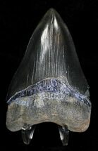 Megalodon Tooth - Sharply Serrated #18346