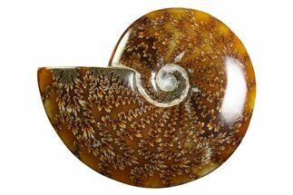 Polished Ammonite (Cleoniceras) Fossil - Madagascar #339226