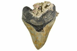 Serrated, Fossil Megalodon Tooth - North Carolina #342183