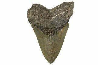 Serrated, Fossil Megalodon Tooth - North Carolina #342192