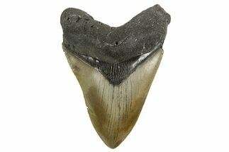 Serrated, Fossil Megalodon Tooth - North Carolina #342193