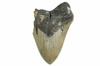 Bargain, Fossil Megalodon Tooth - Serrated Blade #342203