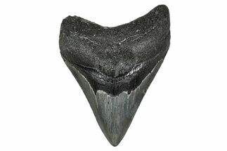 Fossil Megalodon Tooth - Georgia #338715