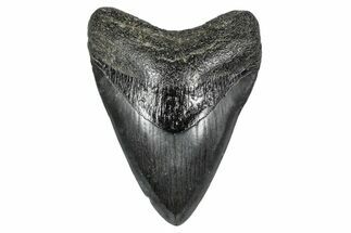Fossil Megalodon Tooth - Georgia #338724