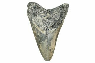Bargain, Fossil Megalodon Tooth - Georgia #338802