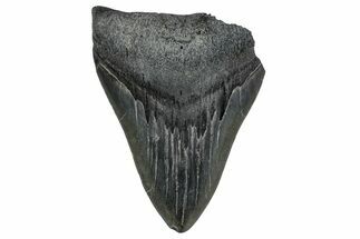 Bargain, Fossil Megalodon Tooth - Georgia #338824