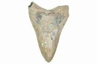 Bargain, Fossil Megalodon Tooth - Georgia #338833