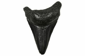Juvenile Megalodon Tooth - South Carolina #340451